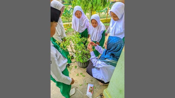 Penasaran Sambung Pucuk, Siswa MIN 4 Tebo Belajar dari Hobi Guru Penasaran Sambung Pucuk, Siswa MIN 4 Tebo Belajar dari Hobi Guru