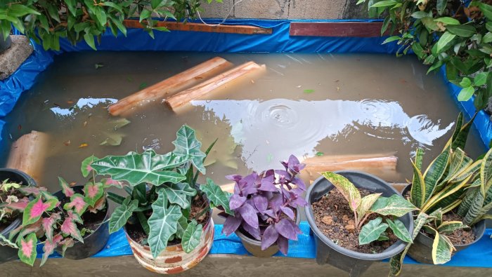 Kelas 6B MIN 4 Tebo Kembangkan Budidaya Lele dalam Program P5RA