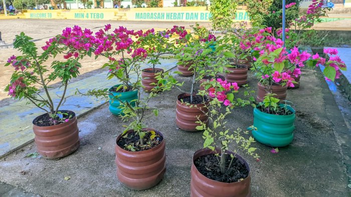 Taman Mini Kembang Kertas Jadi Laboratorium Alternatif di MIN 4 Tebo Taman Mini Kembang Kertas Jadi Laboratorium Alternatif di MIN 4 Tebo